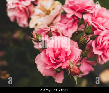 Roses dans un jardin public Banque D'Images