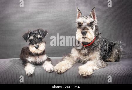 Chien schnauzer miniature et chiot couché sur le canapé ensemble Banque D'Images