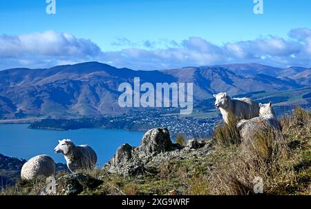 Pâturage de moutons au sommet des Port Hills surplombant le port de Lyttelton et la baie de Charteris. Banque D'Images