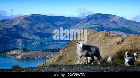 Moutons qui paissent au sommet de Port Hills, Lyttelton, Canterbury lors d'une journée d'hiver parfaite. Le port en arrière-plan. Banque D'Images