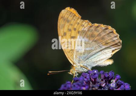 Manteau d'empereur sur le Butterfly Bush Banque D'Images