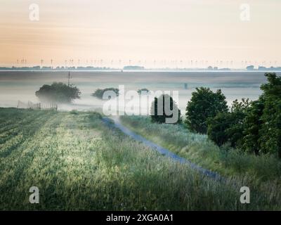 Matin brumeux sur les rives du lac neusiedl près d'Oggau dans le Burgenland Banque D'Images