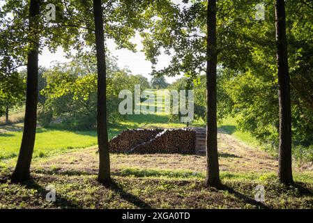 Sentier au milieu d'arbres en forêt Banque D'Images