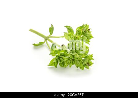 Feuilles d'origan vert frais (Origanum vulgare) isolées sur fond blanc. Banque D'Images