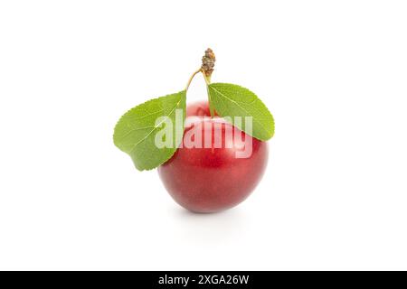 Prune rouge avec des feuilles isolées sur fond blanc. Prune cerise (Prunus cerasifera). Banque D'Images