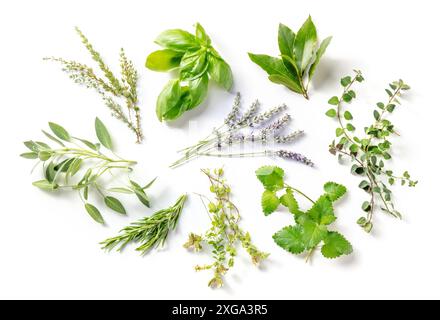 Herbes aromatiques fraîches, plan de dessus plat sur un fond blanc. Des brioches de romarin, de basilic, de thym et d'autres plantes culinaires Banque D'Images