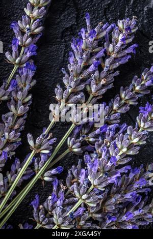 Lavande (lavandula) en fleurs fleuries, photographiée du haut sur fond noir, bouquet de plantes aromatiques Banque D'Images