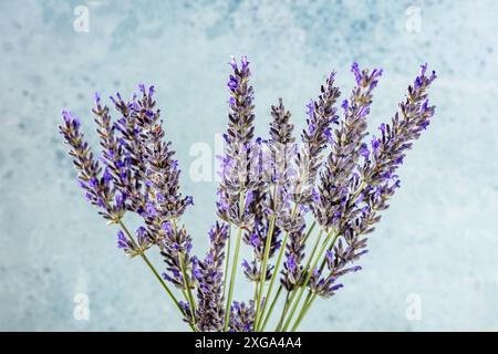 Bouquet de fleurs de lavande (lavandula) sur un fond bleu, un bouquet de plantes Banque D'Images