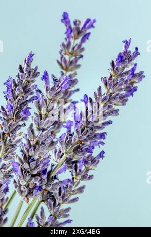 Bouquet de fleurs de lavande (lavandula) sur un fond bleu, un bouquet de plantes en fleurs Banque D'Images