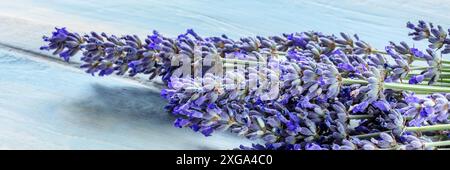 Panorama de bouquet de fleurs de lavande (lavandula) sur un fond rustique en bois, un bouquet de plantes, herbe médicinale Banque D'Images