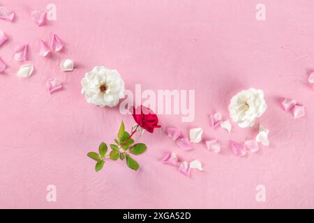 Fond floral avec une rose et des pétales rouges et blancs, tiré d'en haut sur une table rose avec un endroit pour le texte, une composition florale de pose plate Banque D'Images