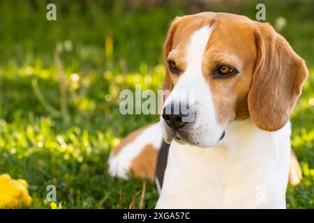 Beagle tricolore couché détendu sur l'herbe verte à l'ombre sur l'après-midi chaud d'été. Arrière-plan avec espace de copie sur la droite Banque D'Images