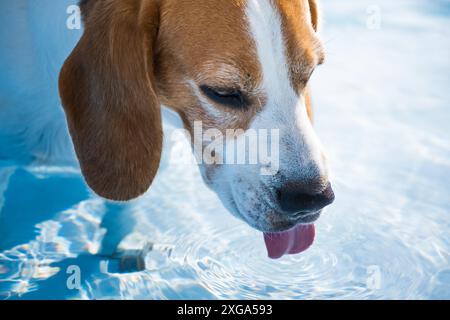 Un chien beagle mignon dans la piscine rafraîchissant en été. Chien dans le concept de chaleur d'été Banque D'Images