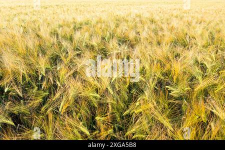 Vue aérienne de Green Fresh jeune blé en gros plan. Jeune herbe verte au printemps. Contexte agricole Banque D'Images