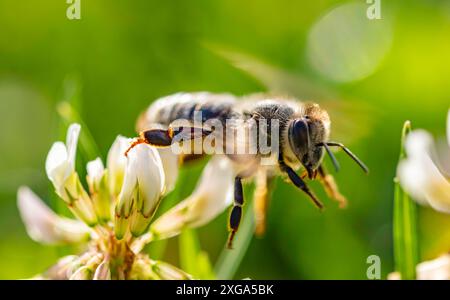 Abeille collectant le pollen d'une fleur de clovérin. Arrière-plan d'insecte Banque D'Images