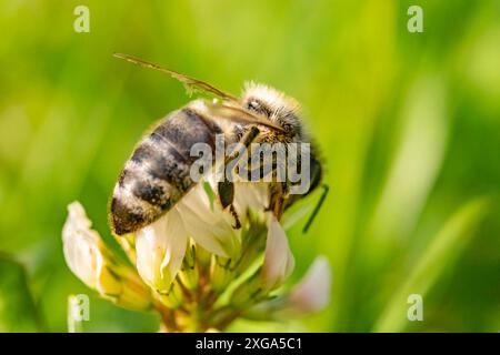 Abeille collectant le pollen d'une fleur de clovérin. Arrière-plan d'insecte Banque D'Images