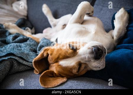 Chien Beagle fatigué dort sur un canapé sur le dos Banque D'Images