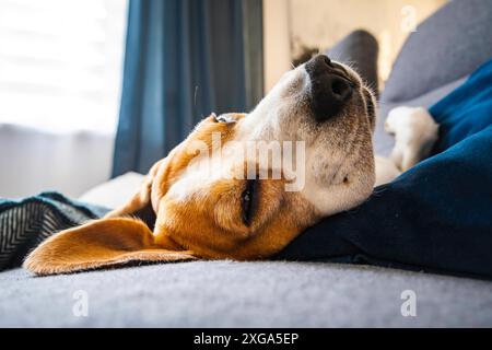 Chien Beagle drôle fatigué dort sur un canapé sur son dos Banque D'Images