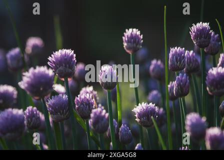 Fleurs de ciboulette pourpre pour les arrière-plans de la nature, crépuscule lumière du soir Banque D'Images