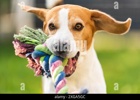 Chien Beagle courir dehors vers la caméra avec jouet coloré. Chien de jour ensoleillé aller chercher un jouet Banque D'Images