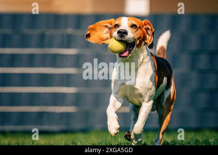 Beagle chien amusant dans l'arrière-cour, course en plein air avec le ballon vers la caméra. Dressage agile Banque D'Images