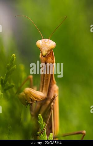 Mantis religiosa (Mantis religiosa) brune sur l'arbre. macro insecte Banque D'Images
