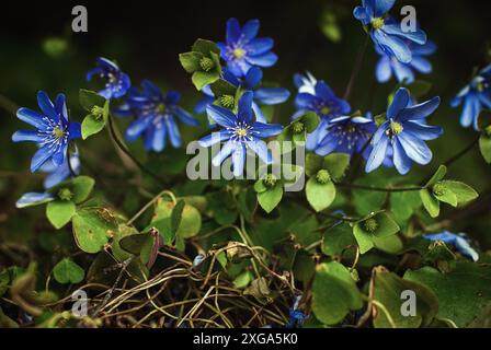 La Liverleaf (Hepatica nobilis) est une fleur sauvage vivace aux premières fleurs dans un jardin de printemps boisé ombragé Banque D'Images