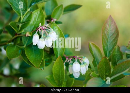 Fleur de myrtille, brousse de myrtille avec fleurs blanches en gros plan Banque D'Images