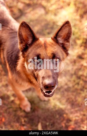 Adorable berger allemand regardant l'appareil photo, gros plan portrait Banque D'Images