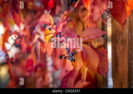 Gros plan de la clôture des feuilles du Creeper de raisin sauvage d'automne, saison d'automne colorée Banque D'Images