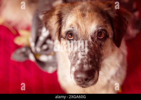 Grand chien de berger allongé sur un canapé rouge, regardant l'appareil photo Banque D'Images