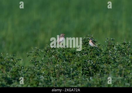 Whinchat et Corn Bunting sur un arbre. Whinchat et Corn Bunting sur un arbuste Banque D'Images