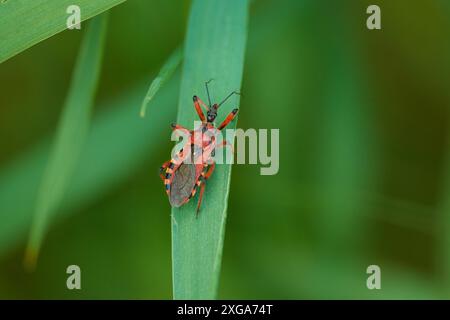 Rhynocoris iracundus est une espèce d'assassin et de punaises à pattes filetées appartenant à la famille des Reduviidae, dans le brandebourg. Rote Mordwanze (Rhynocoris Banque D'Images