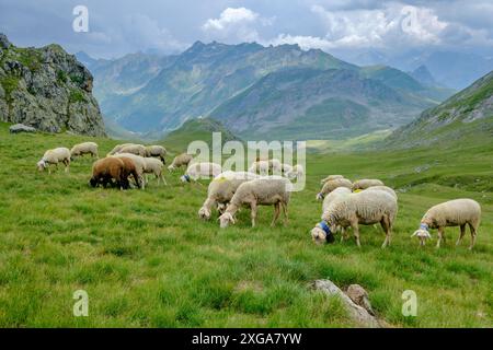 Troupeau de moutons dans les prairies de Portalet, visite des lacs d'Ayous, Parc National des Pyrénées, Pyrénées Atlantiques, France Banque D'Images