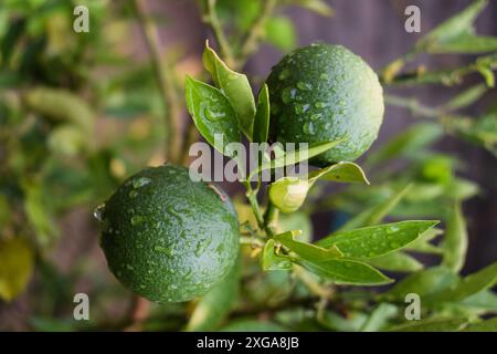 Orange vert avec plante, gros plan citrons verts sur l'arbre et le soleil le matin, arbre vert citron vert suspendu aux branches de celui-ci. Banque D'Images