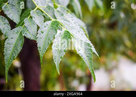 Feuilles de neem rosée vertes. Feuilles médicinales de neem Azadirachta indica, feuilles de neem siamois, feuille recouverte de gouttelettes d'eau, goutte d'eau sur feuille verte Banque D'Images