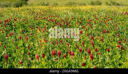 Champ agricole du trèfle cramoisi en fleurs (Trifolium incarnatum) au printemps. Mise au point sélective Banque D'Images