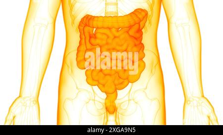 Concept d'illustration 3D de l'anatomie du gros intestin et de l'intestin grêle du système digestif humain Banque D'Images