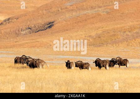 Un troupeau de gnous noirs (Connochaetes gnou) dans les prairies ouvertes, Golden Gate Highlands National Park, Afrique du Sud Banque D'Images