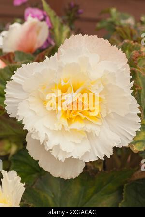 Begonia tuberhybrida 'Samba', blanc Banque D'Images