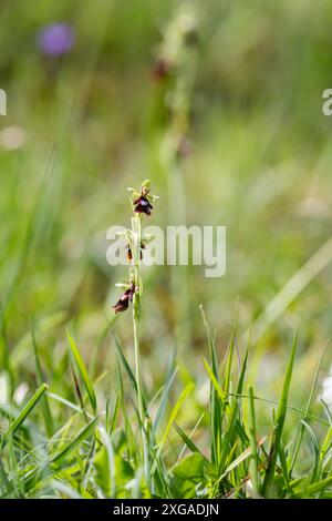 Orchidée de mouche - Ophrys insectifera, dans les prairies Banque D'Images