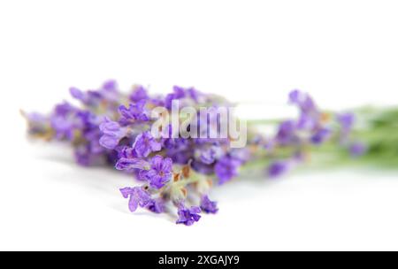 Un gros plan de fleurs de lavande disposées sur fond blanc Banque D'Images