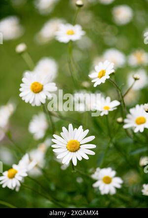 Prairie d'été avec des fleurs marguerite blanches sauvages étonnantes avec une mise au point douce et un beau bokeh. (Leucanthemum vulgare) Banque D'Images