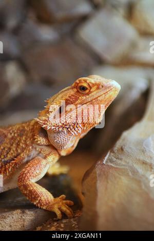Portrait de tête de dragon barbu dans le terrarium. Banque D'Images