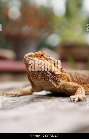 Portrait de dragon barbu sur table sur balcon. Elle s'échauffe au soleil et couchée parmi les fleurs dehors. Banque D'Images