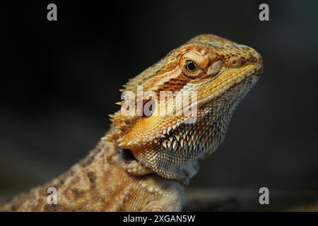 Portrait de jeune tête de dragon barbu dans le terrarium avec fond noir Banque D'Images