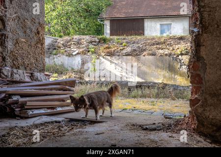 chihuahua brun effrayé à cheveux longs regarde dans une étable abandonnée Banque D'Images