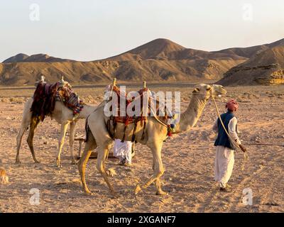 Betouine avec des chameaux dans le désert, Sahara Egypte Banque D'Images