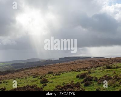 Plantation de landes et de forêts près de Bennett's Cross, parc national de Dartmoor, Devon, Angleterre, Royaume-Uni, octobre 2020 Banque D'Images