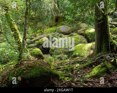 Rochers couverts de mousse et bois feuillus anciens, Becky Falls, parc national de Dartmoor, Devon, Angleterre, Royaume-Uni, octobre 2020 Banque D'Images